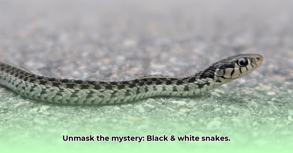 black-and-white-snake-identification-guide